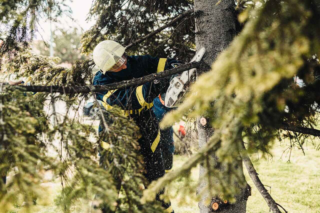 Best Palm Tree Trimming  in Lindsay, OK